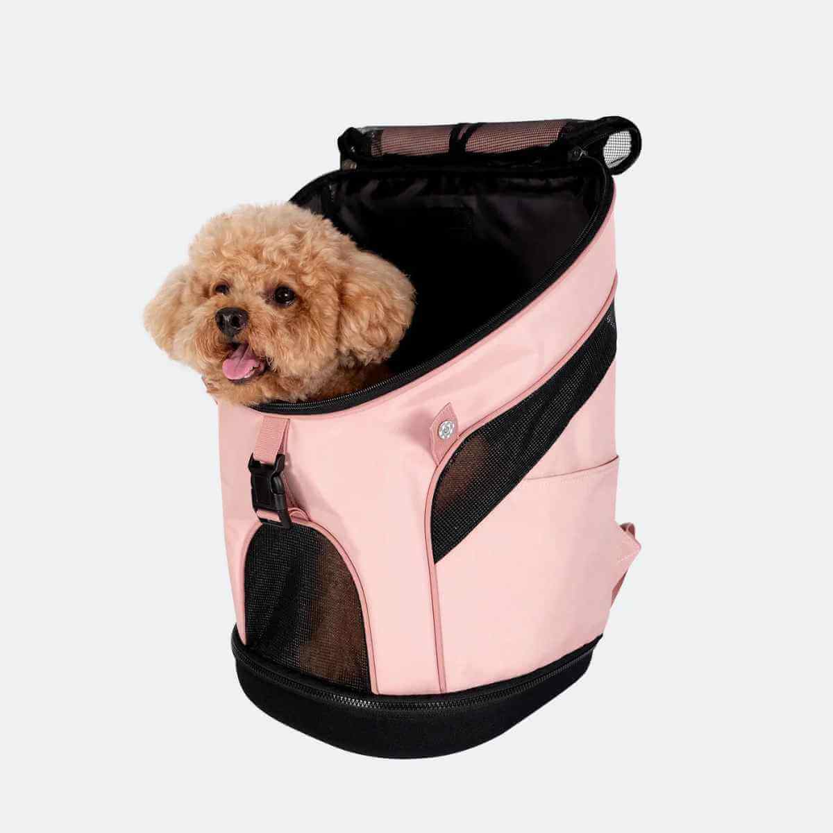 Small apricot poodle peeking out of a Coral Pink Ibiyaya Ultralight Pro pet backpack carrier.