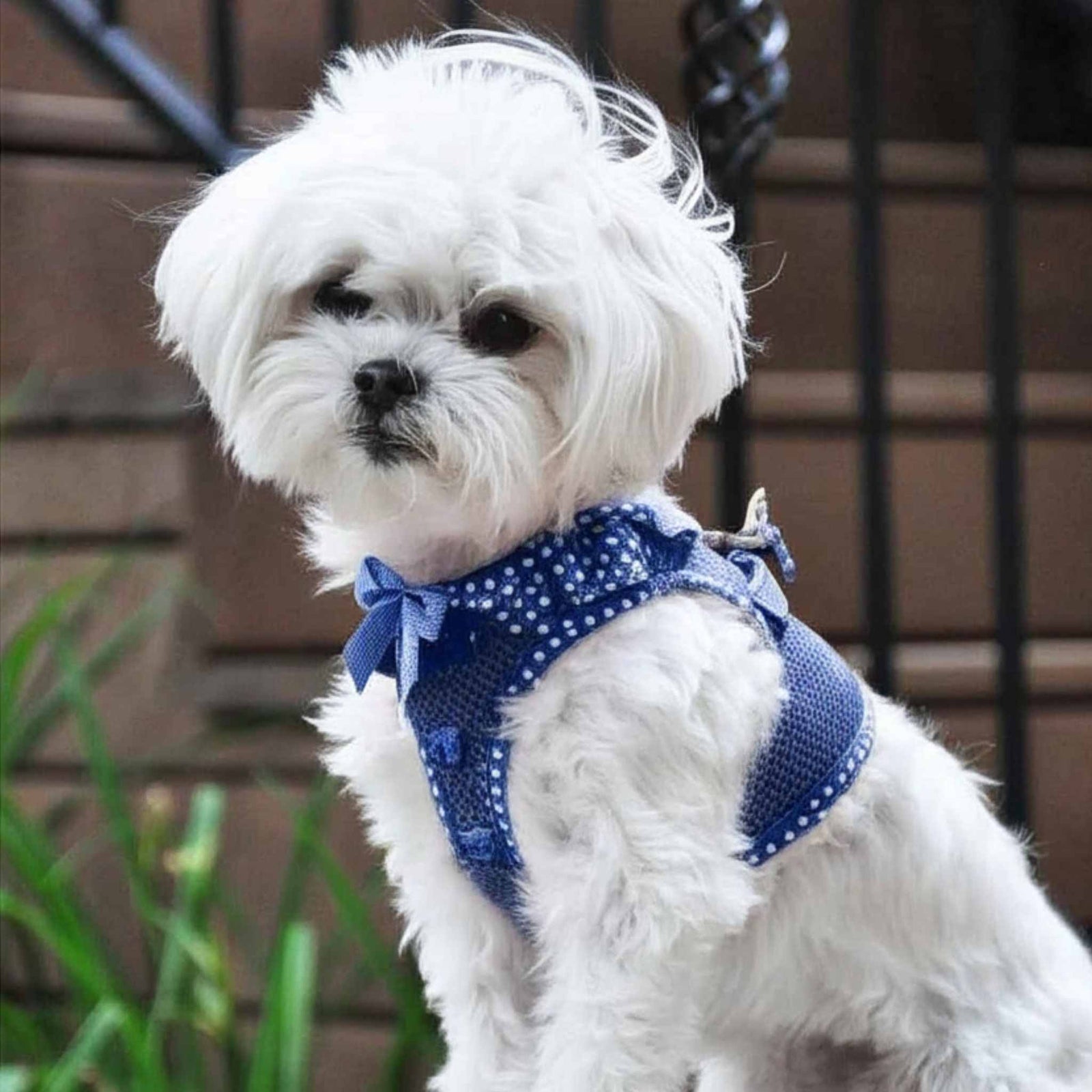 American River Polka Dot Step-in Dog Harness - Navy on a white dog