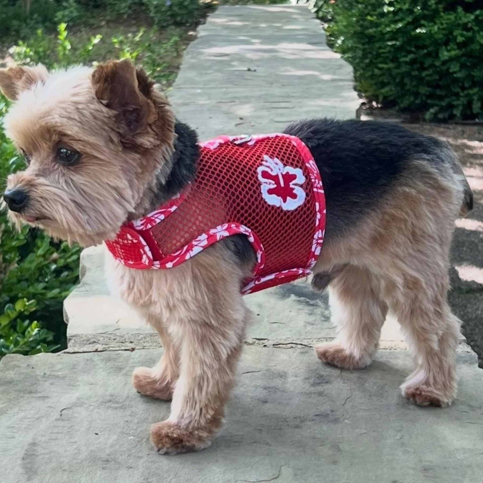 Cool_Mesh_small_Dog_Harness_-_Hawaiian_Hibiscus_Red_on_a_Yorkie