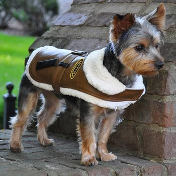 Doggie Design Brown Bomber Coat for Dogs on a Yorkie