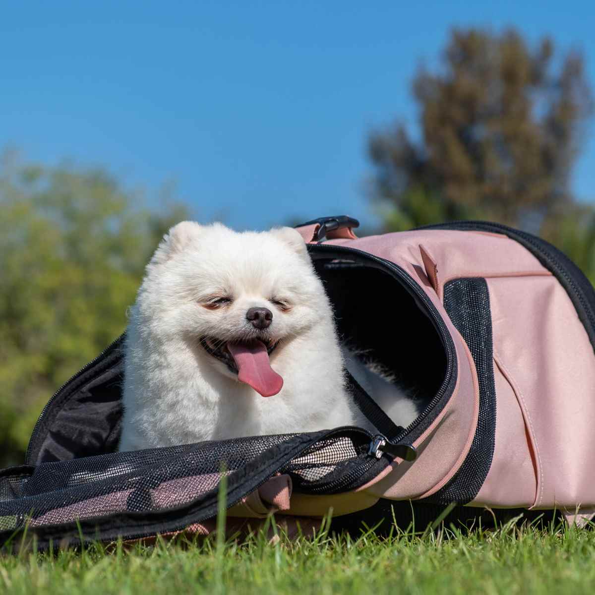 A small white dog peeking out of the Ibiyaya carrier while it's laying flat in the grass as a travel bed.