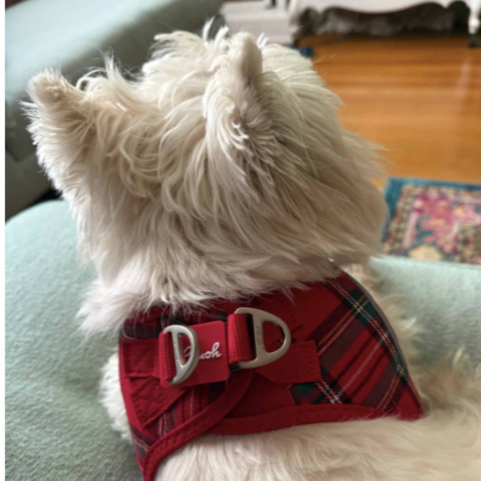 Plush-Red-Plaid-Small-Dog-Harness-on-a-Westie