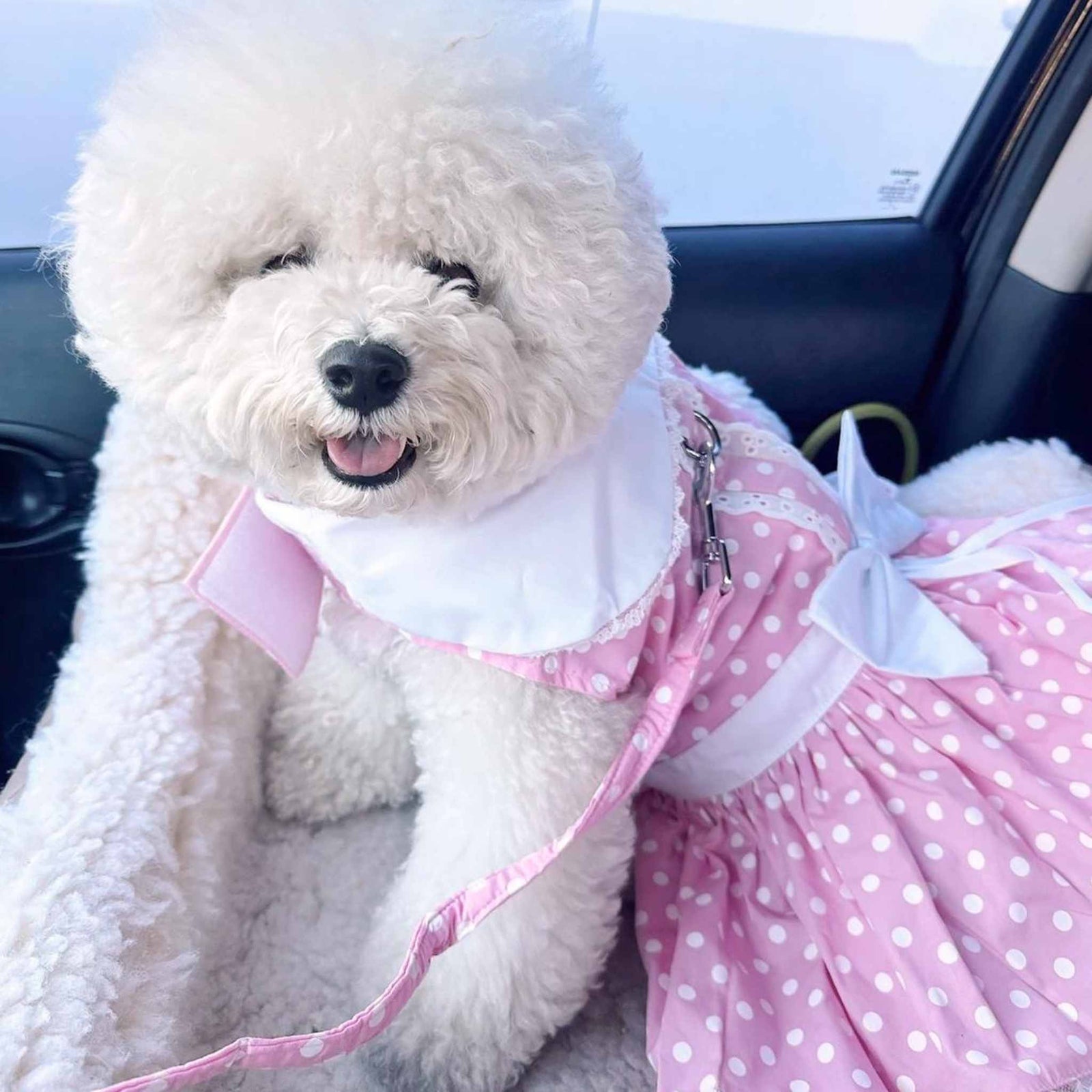 Pink Polka Dot Dog Dress on a Bichon Frise