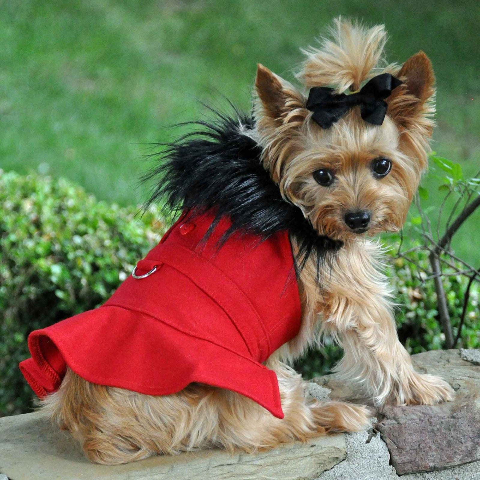 Red-Wool Fur-Trimmed Dog Coat on a yorkei