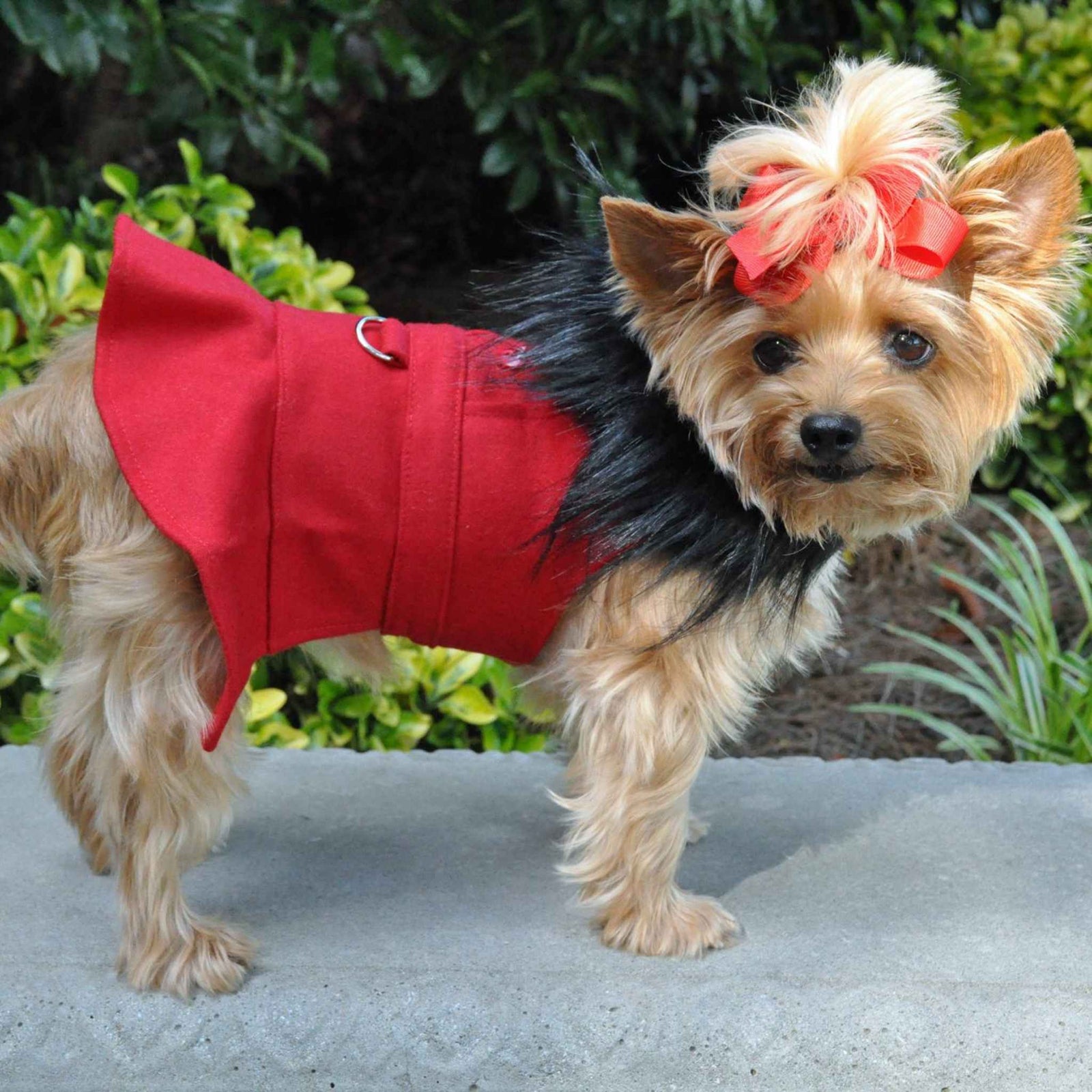 Red-Wool Fur-Trimmed Dog Harness Coat on a yorkei