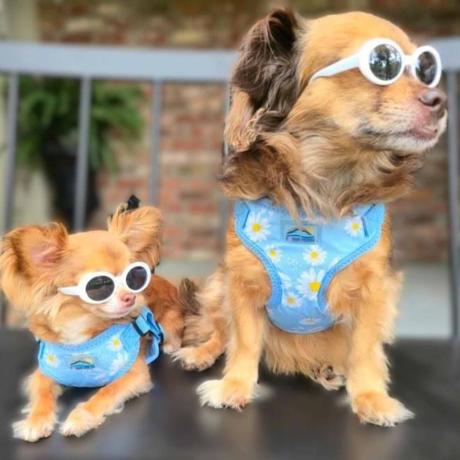 Two small dogs wearing blue daisy wrap and snap dog harnesses.