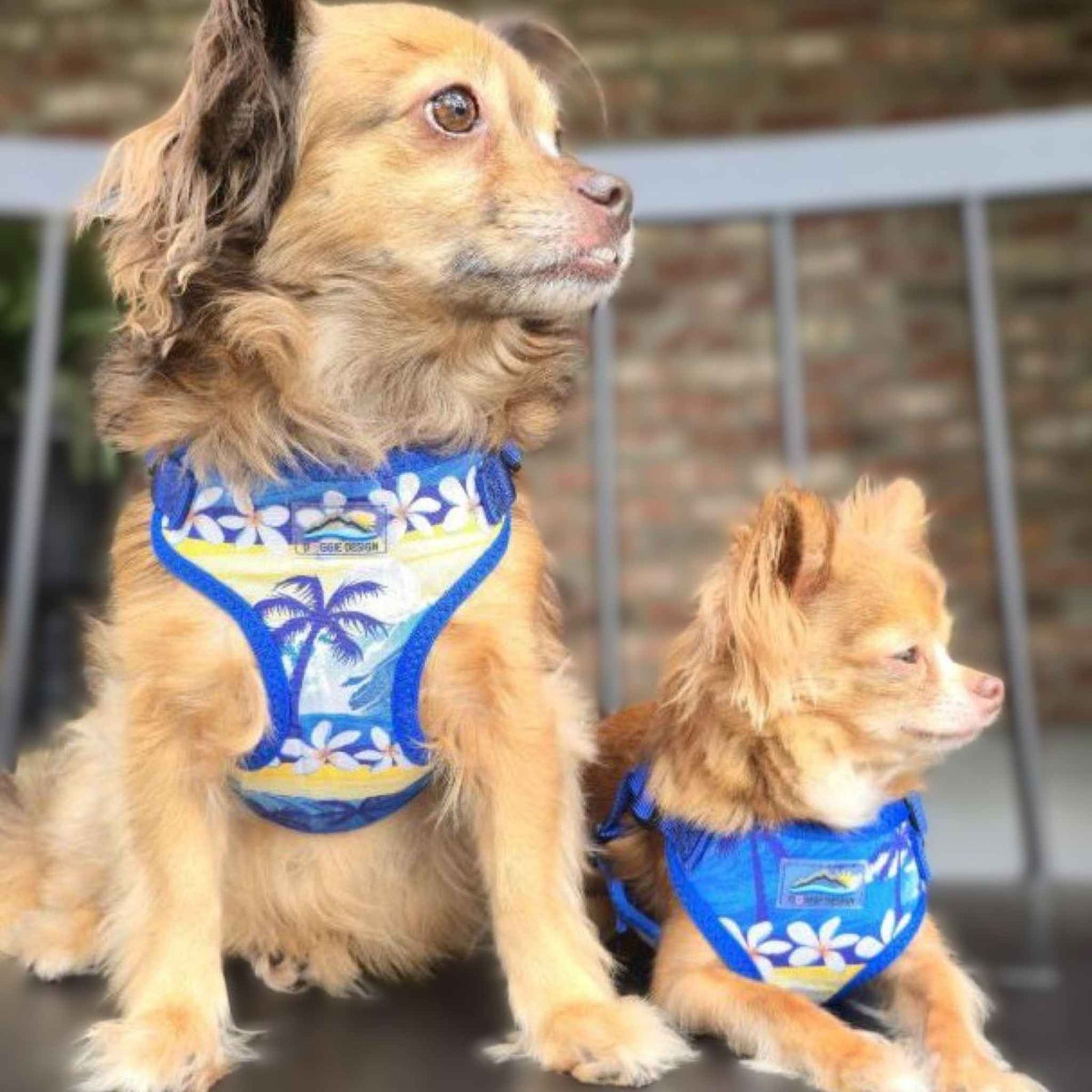 Two small dogs wearing Catching Waves wrap and snap dog harnesses.