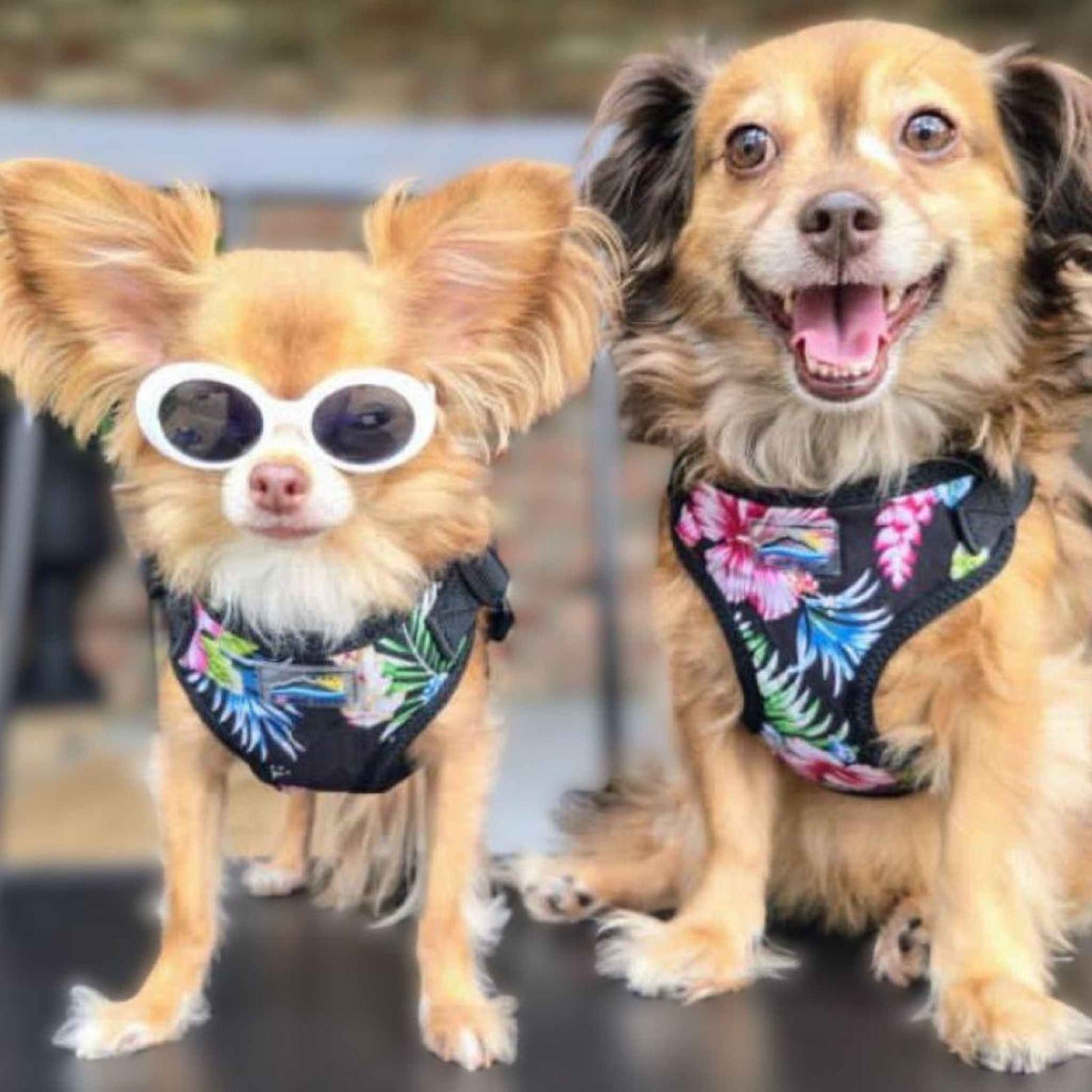 Two small dogs wearing Paradise Nights wrap and snap dog harnesses.