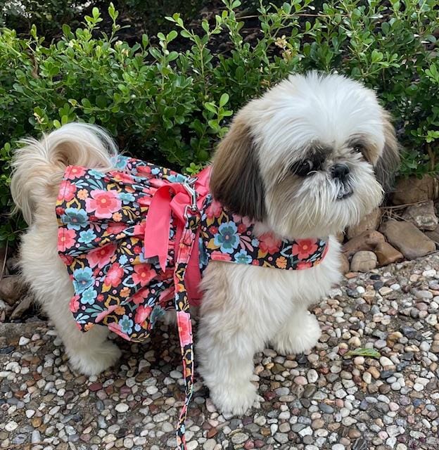 A Shih Tzu wearing a colorful, floral dress with a peach bow outdoors on a pebbly surface.