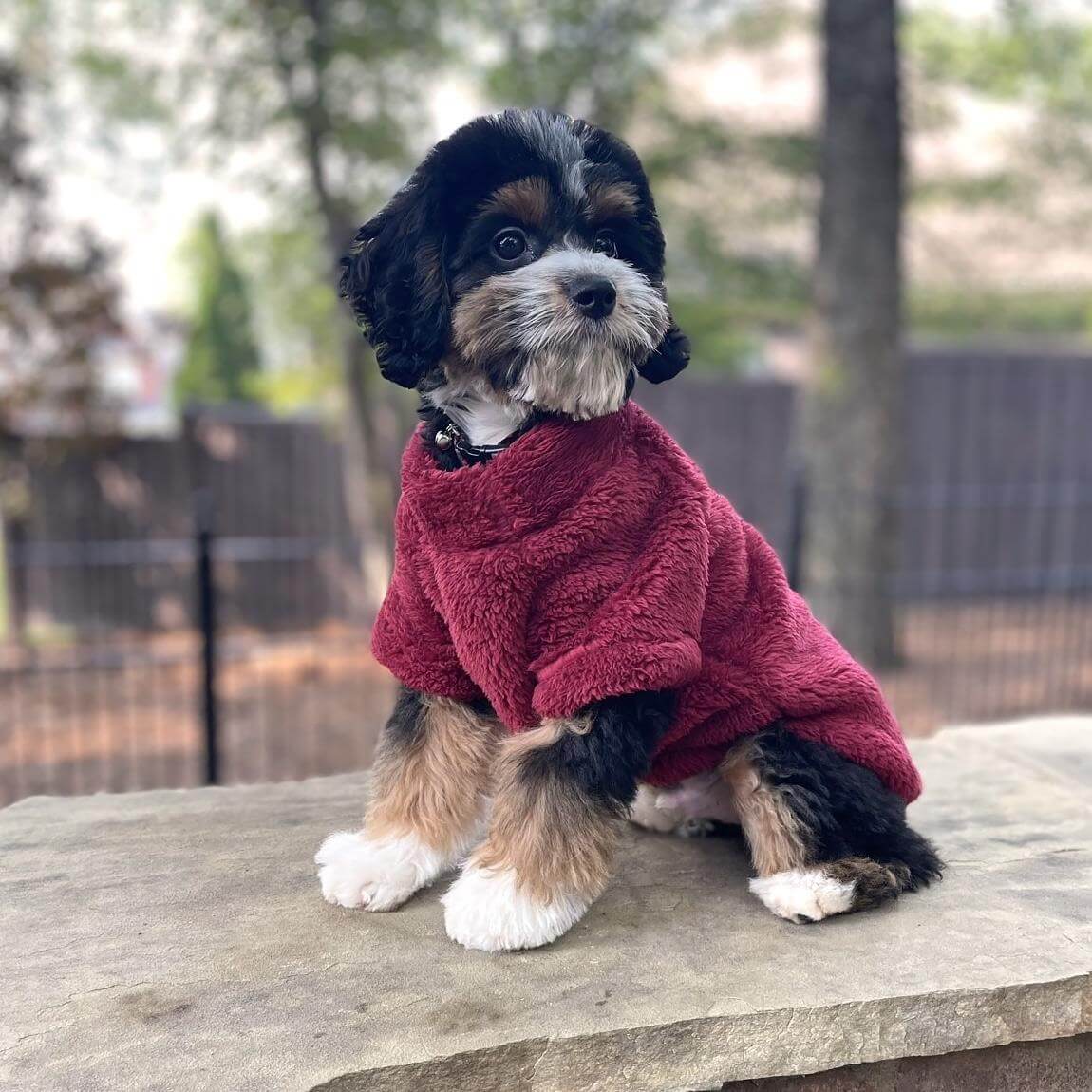 Soft Plush Pullover for Small Dogs - burgundy
