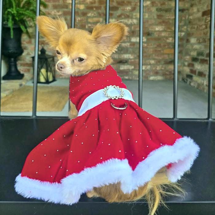 red velvet holiday dog dress on a chihuahua