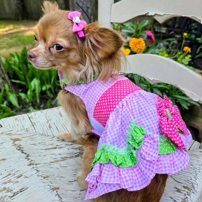 Watermelon Dog Harness Dress on a chihuahua