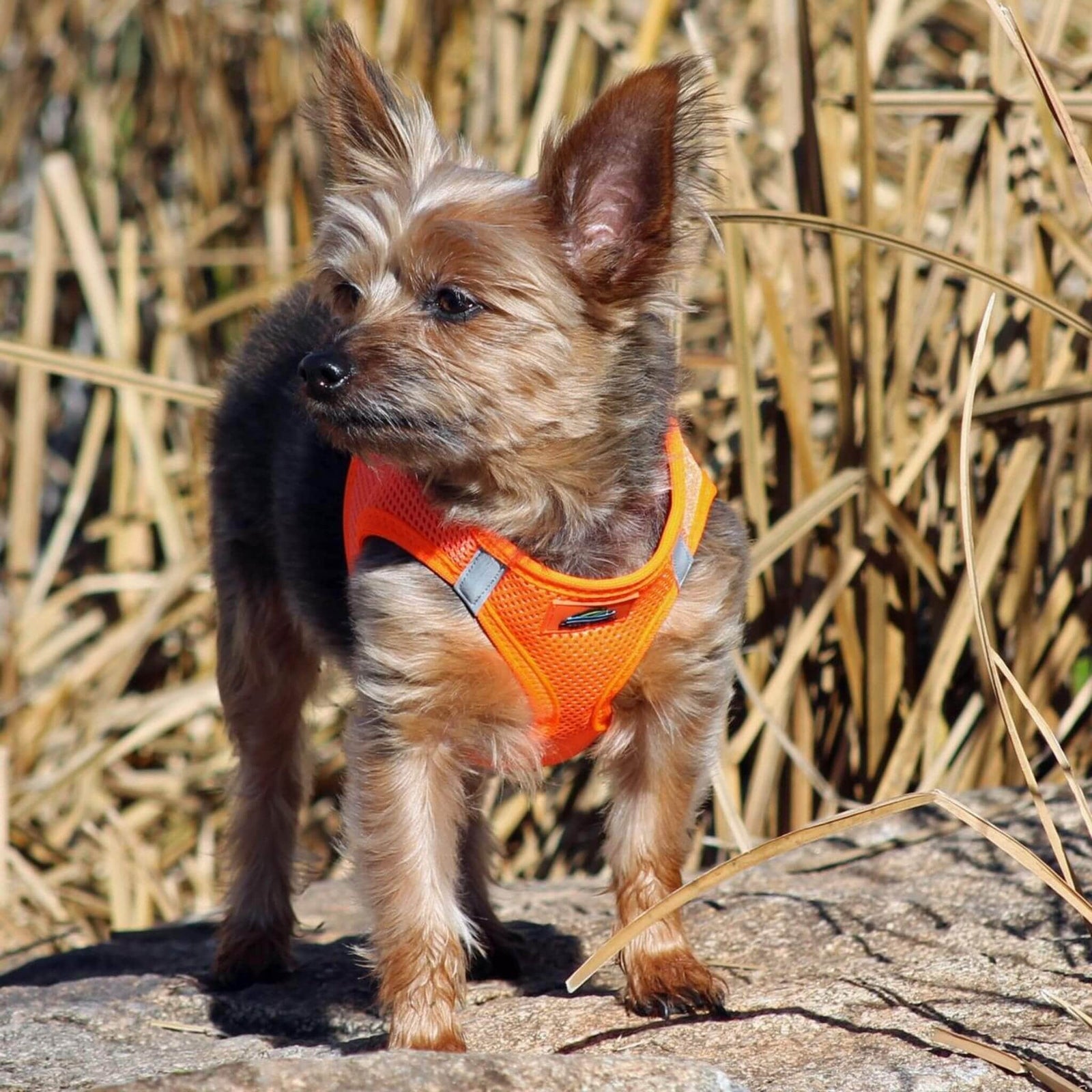 American River Step-In Dog Harness - Ultra Choke Free - Orange - Yorkie