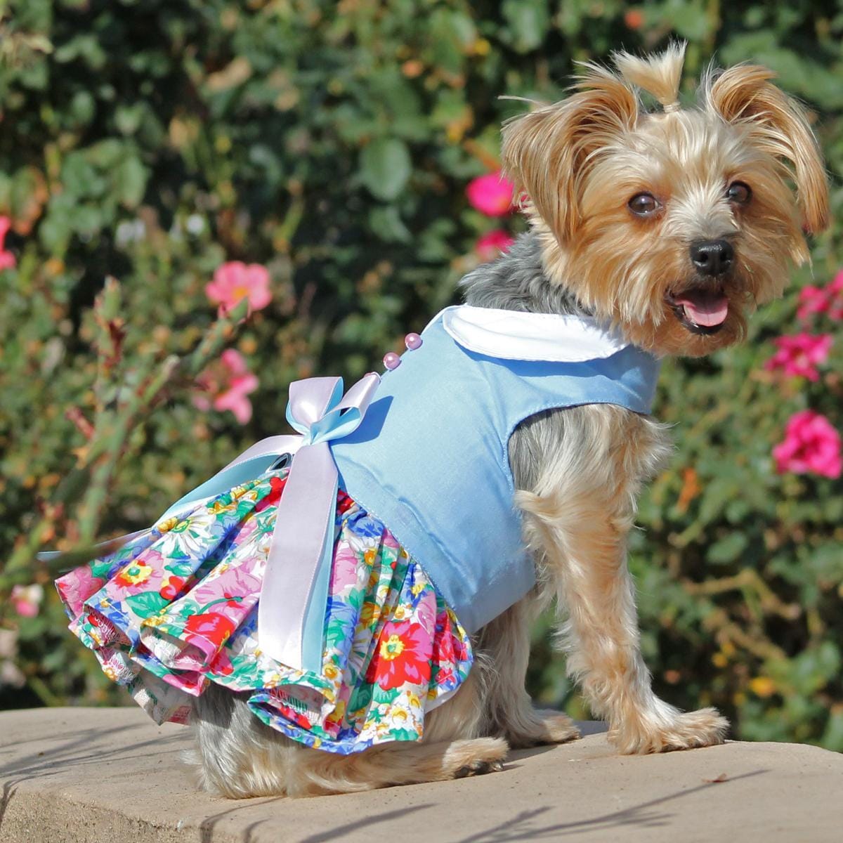 Blue and White Pastel Pearls Floral Dog Dress on a yorkie