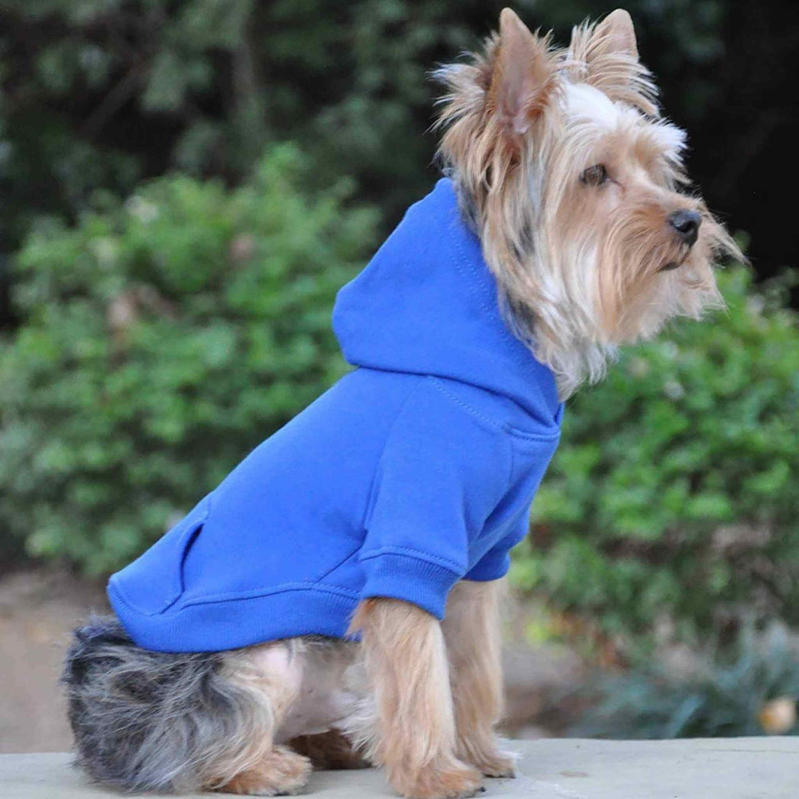 Doggie Design Dog Hoodie - Blue on a Yorkie