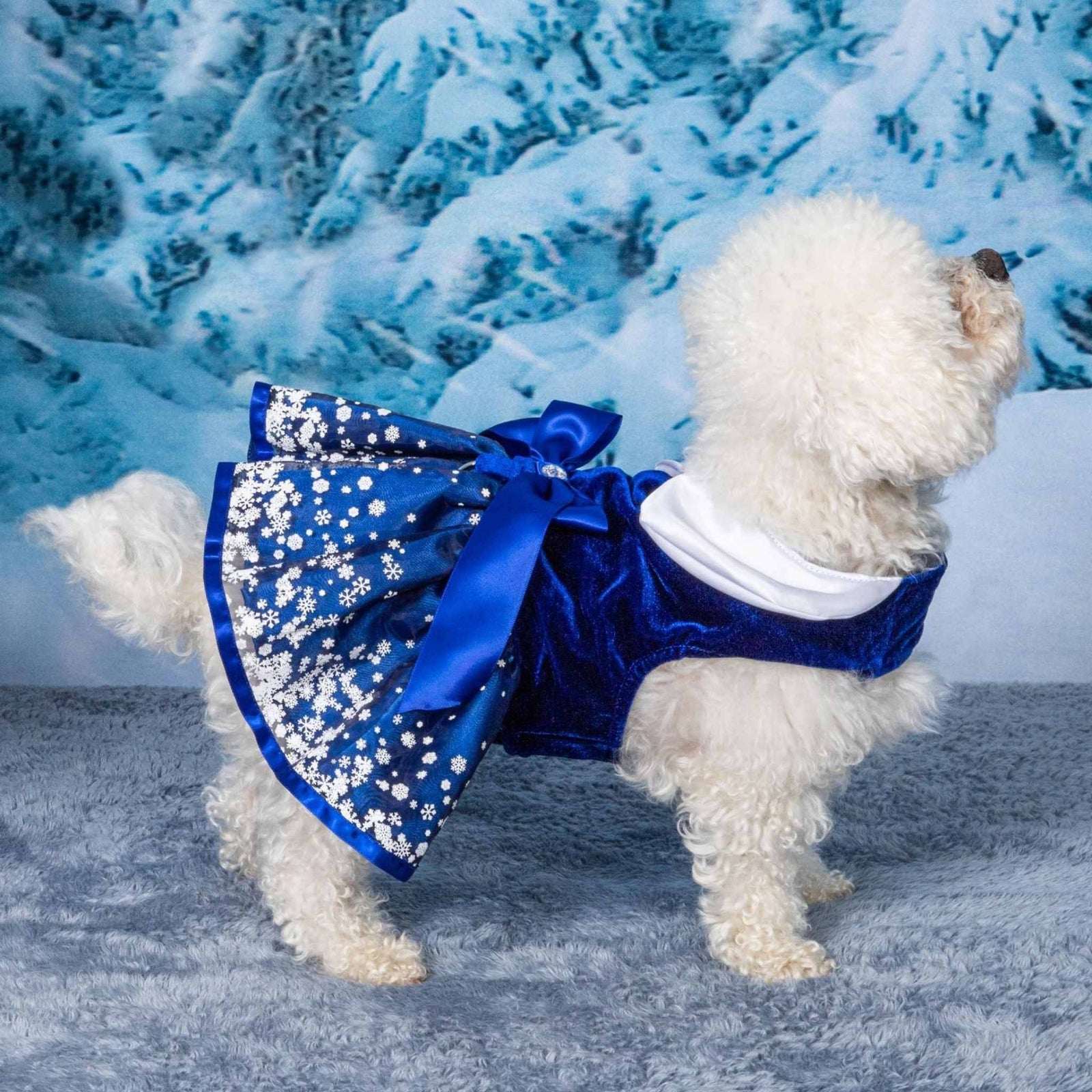 Snowflakes Holiday Dog Dress on a Bichon 2