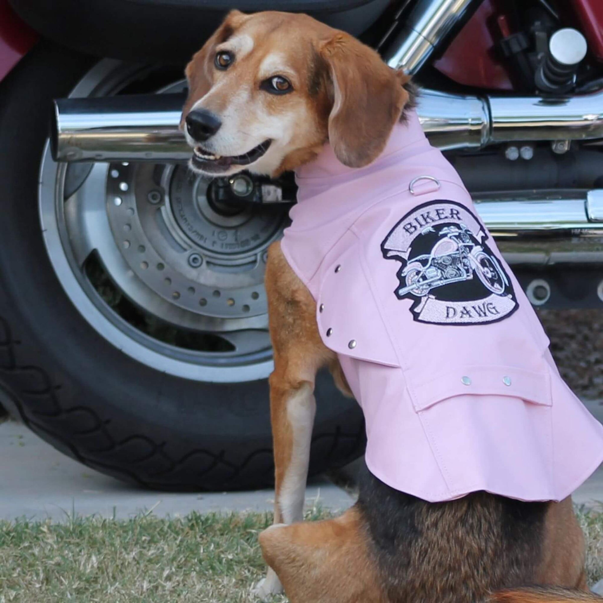 Pink Biker Dawg Motorcycle Dog Jacket - Model
