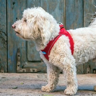 Plush Step-in Harness for small dogs - Side View