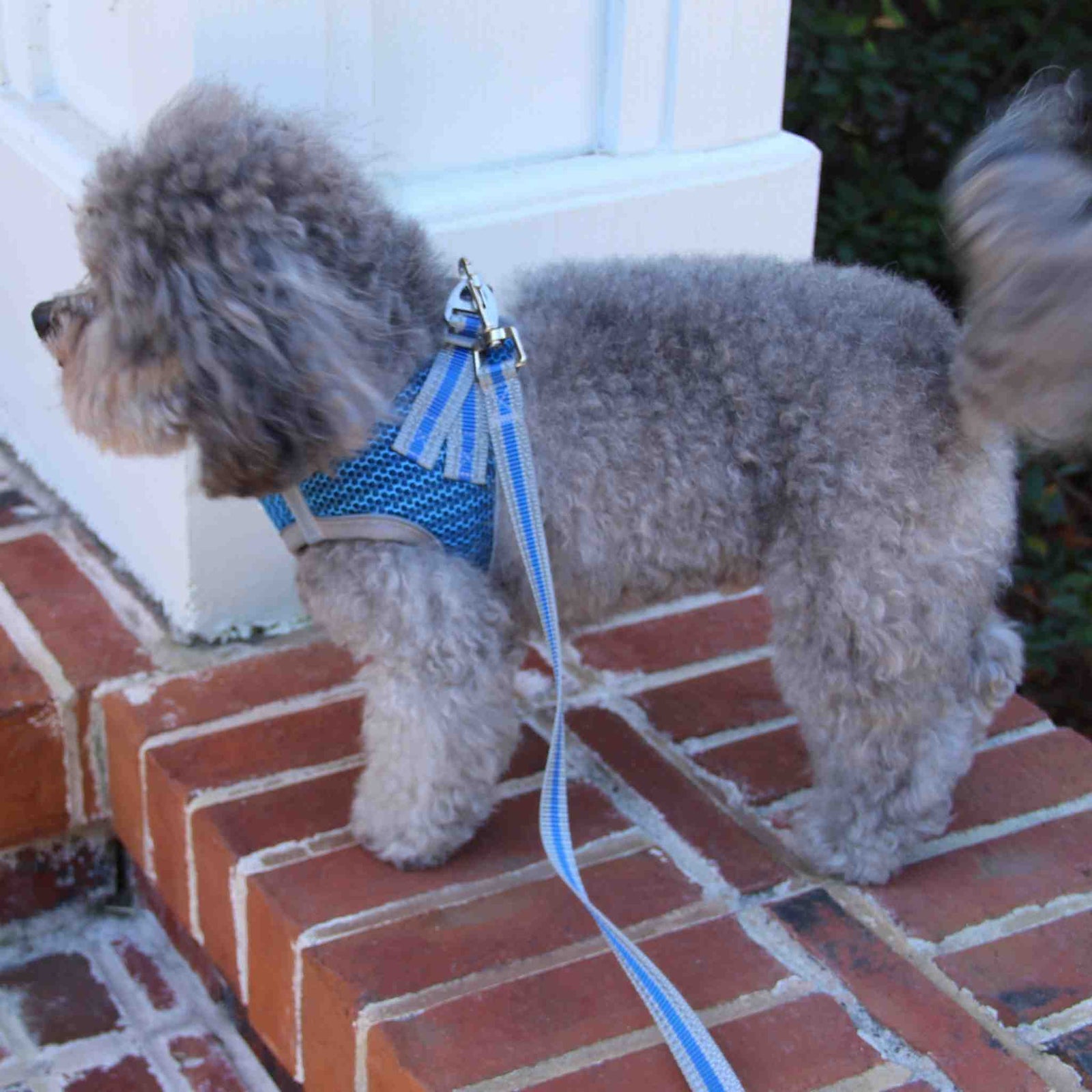 Step-in Strider Blue - Small dog showing back of harness.jpg