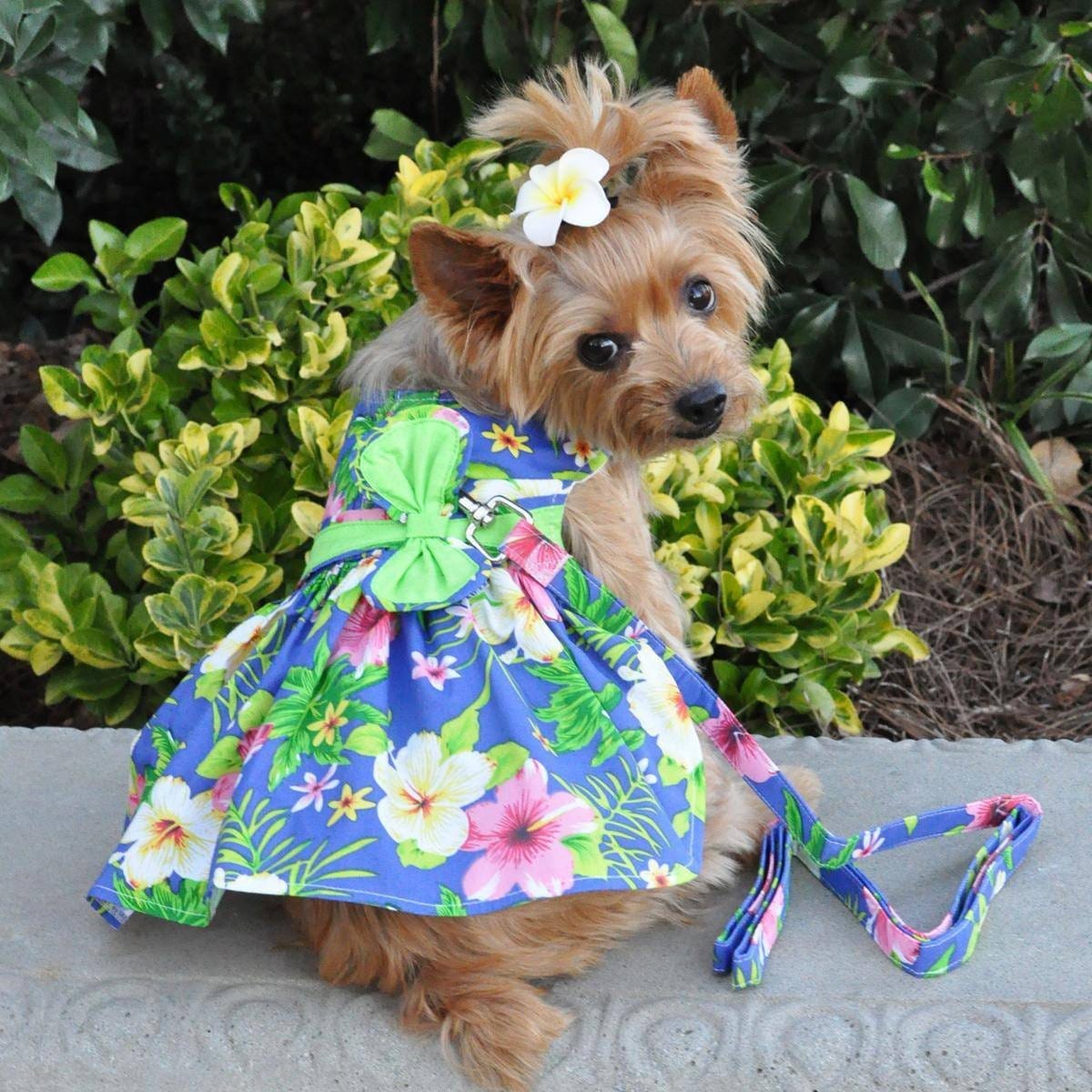 Blue Lagoon Hawaiian Hibiscus Dog Dress With Matching Leash being modeled by a Yorkie