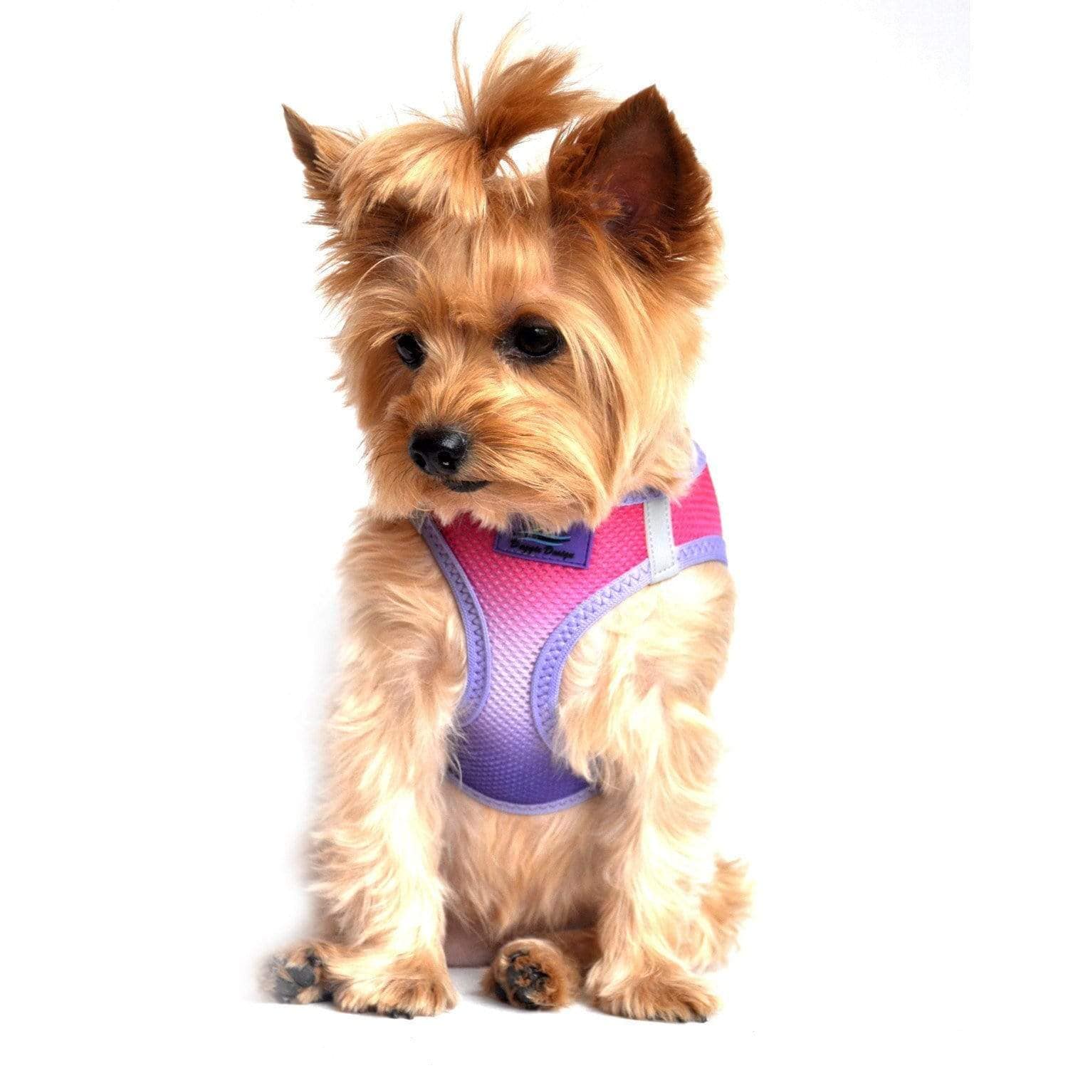 American River Step-in dog harness - Raspberry Sundae on a Yorkie