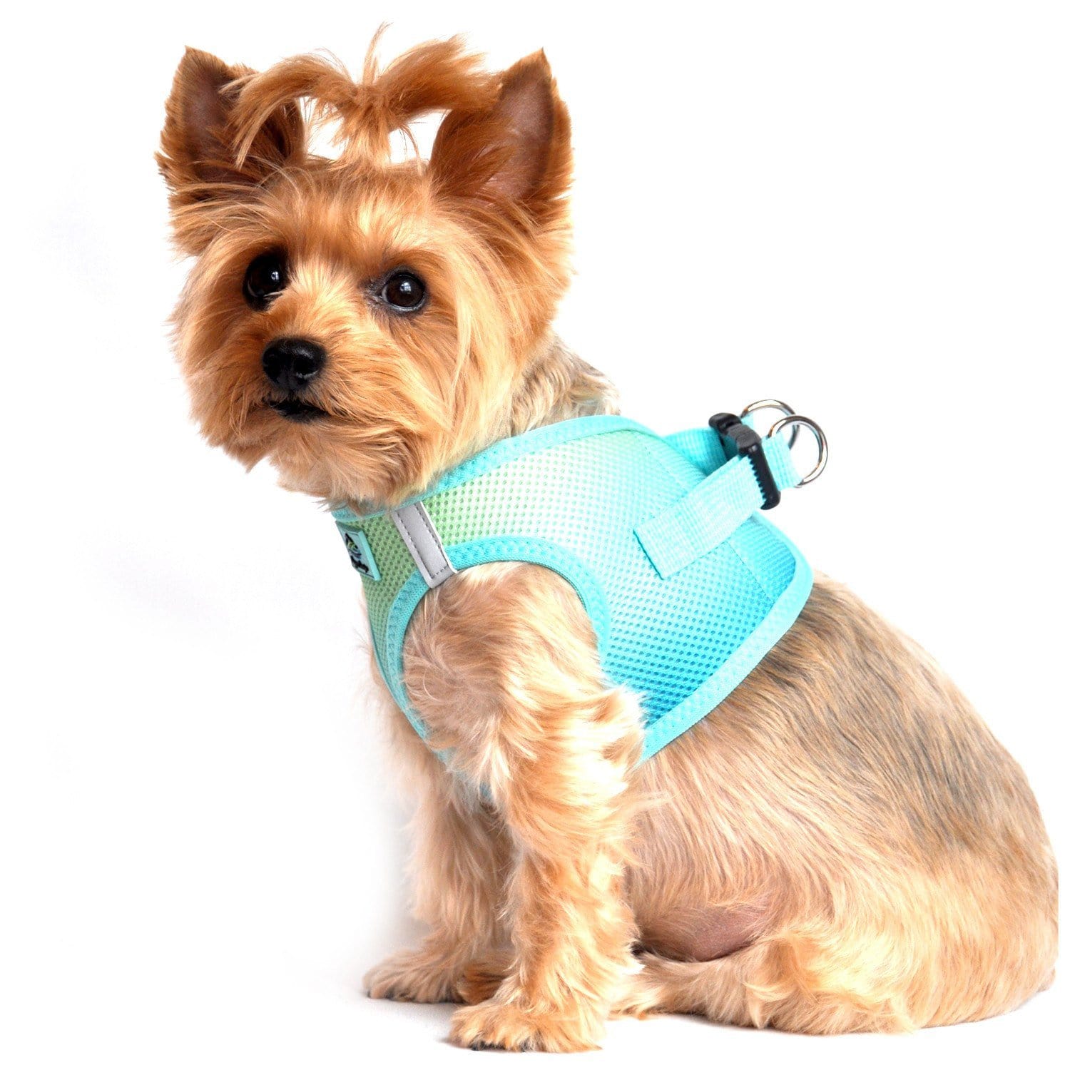 small dog harness Aruba Blue side view