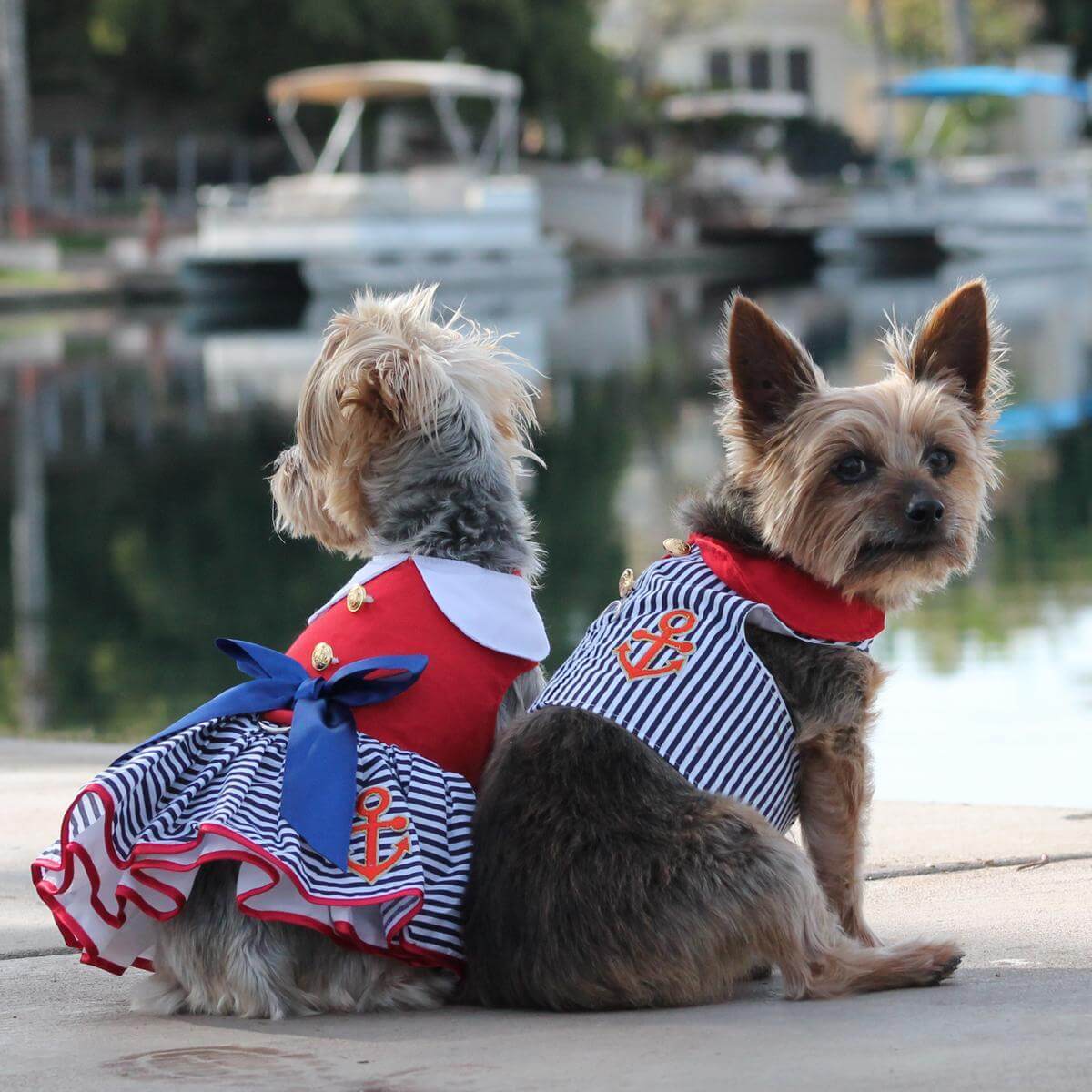sailor girl dog dress on a yorkie