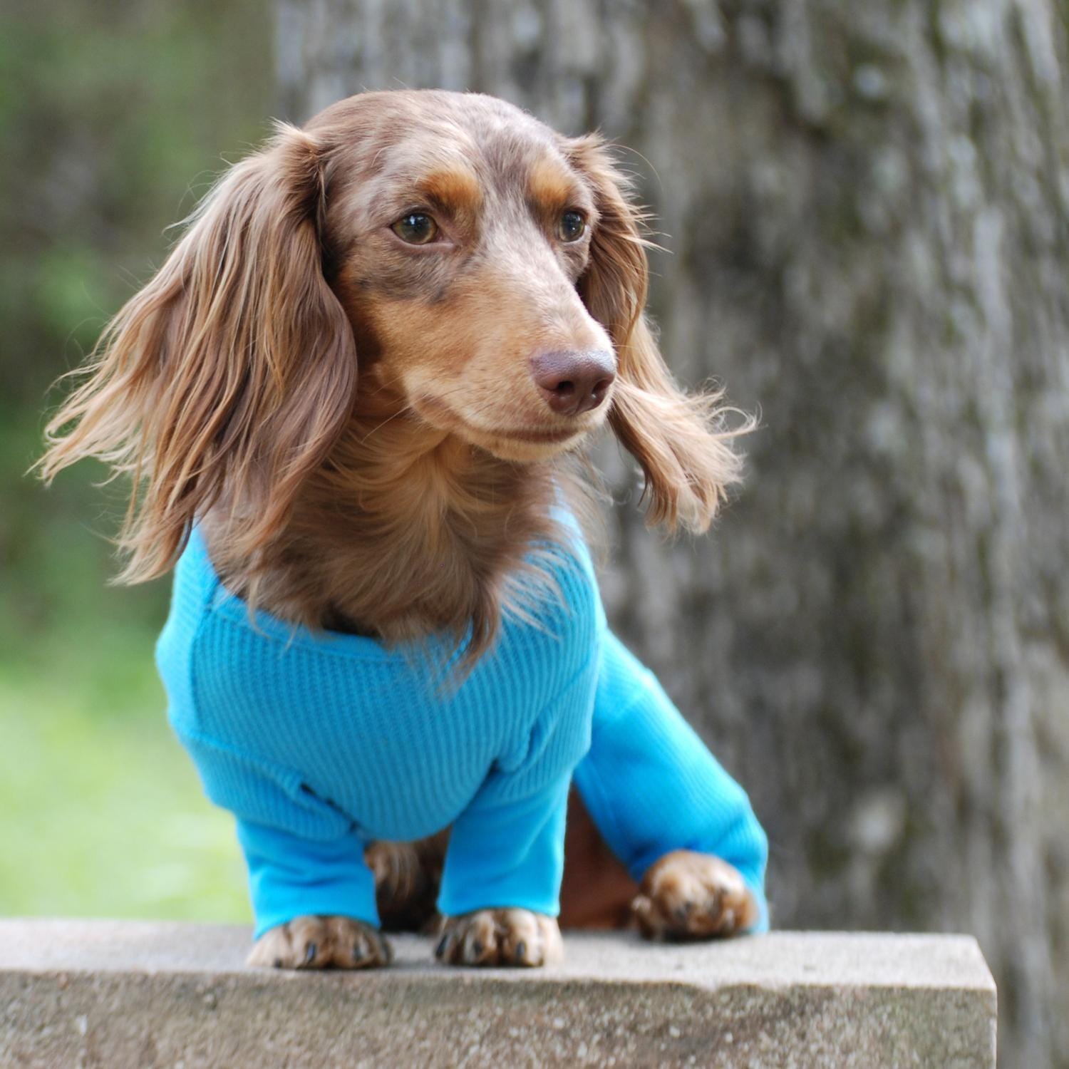 dog-pajamas-Sweet-Dreams-blue-doxie