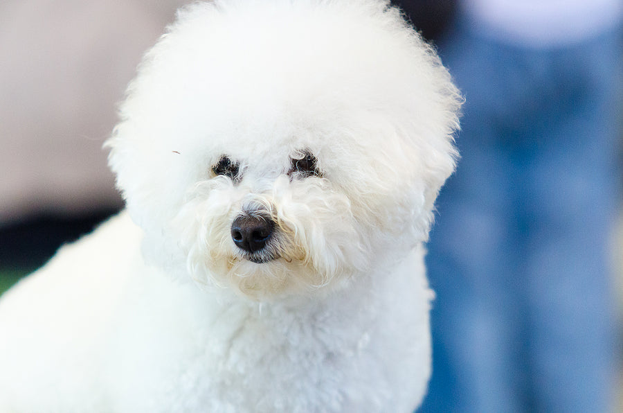 Bichon Frise with a blue denim background