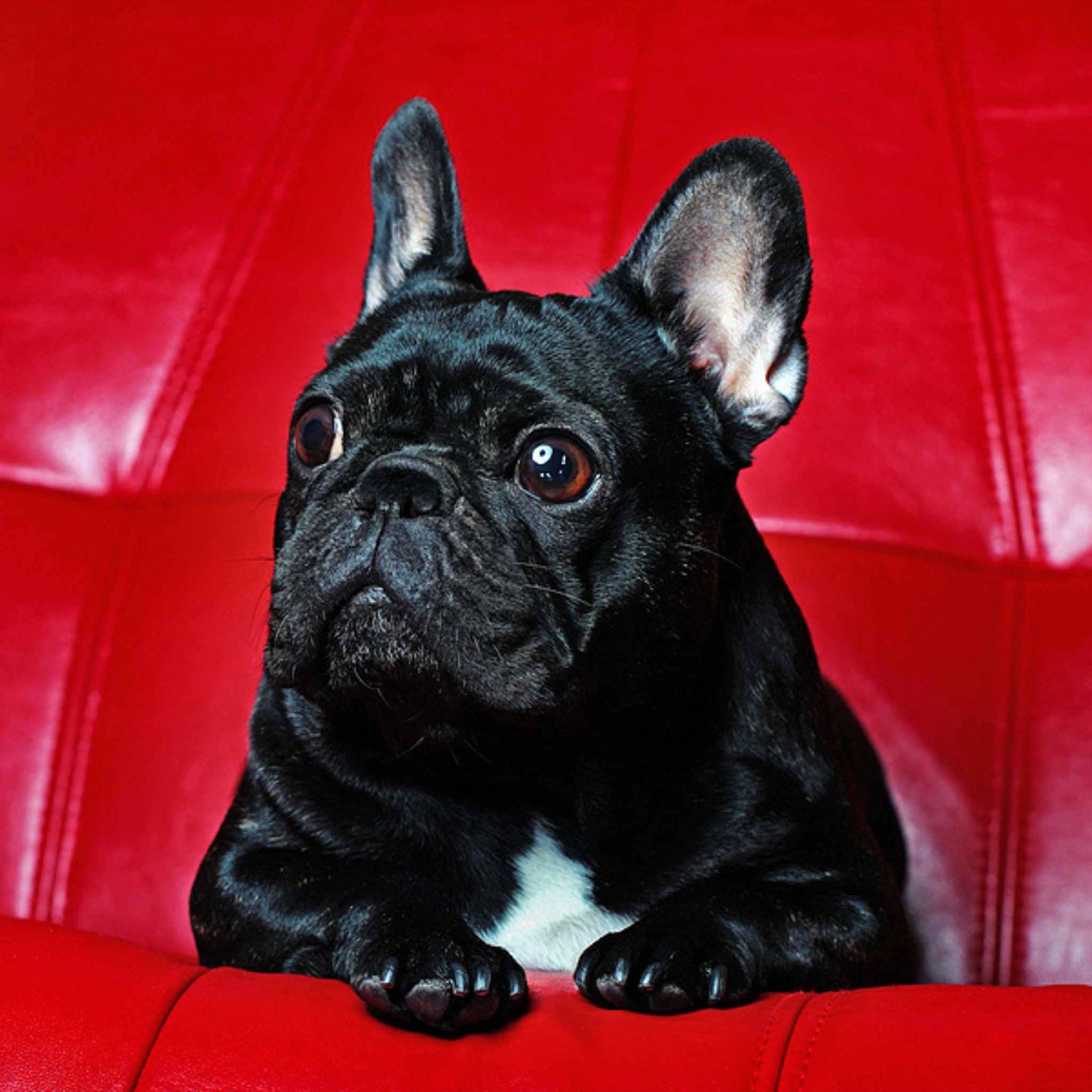 Black French Bulldog, America's most popular small breed dog