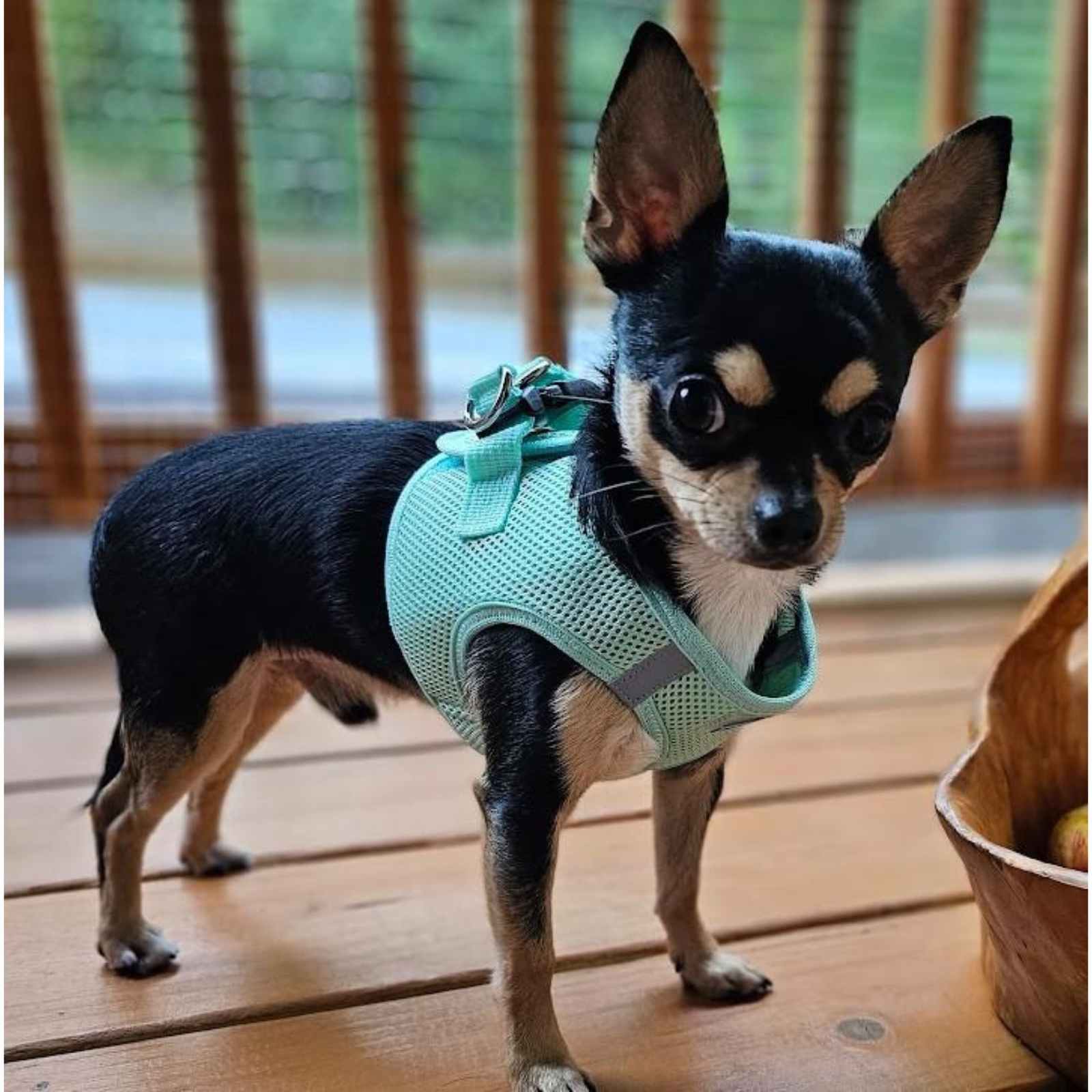 Chihuahua on a deck wearing a teal step-in dog harness