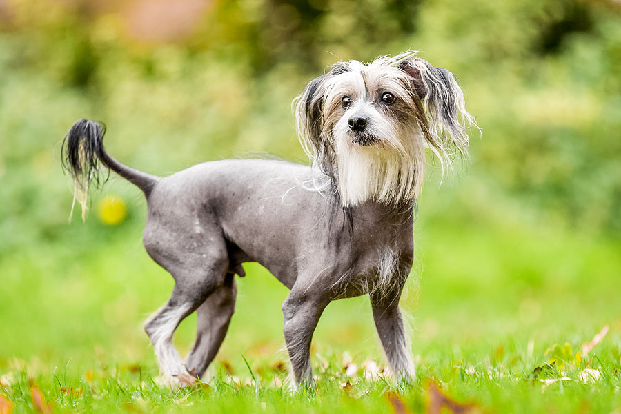 Chinese Crested standing in a grassy field