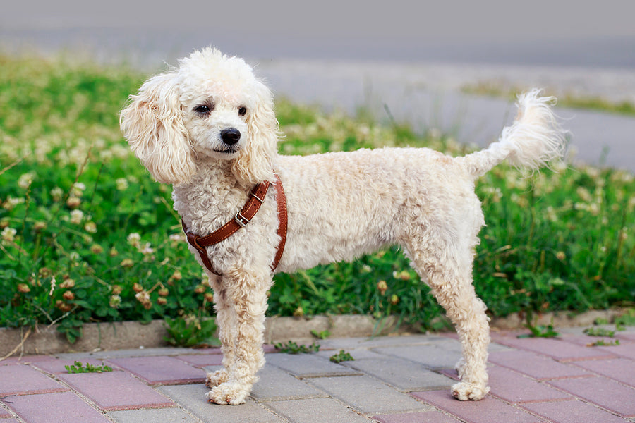 Cream colored Mini Poodle