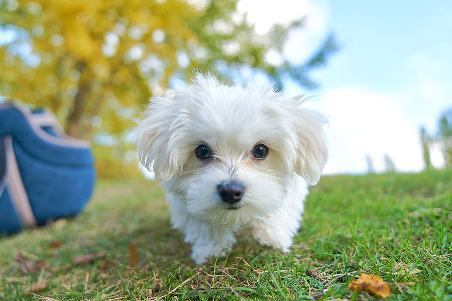 Maltese on green grass in a park
