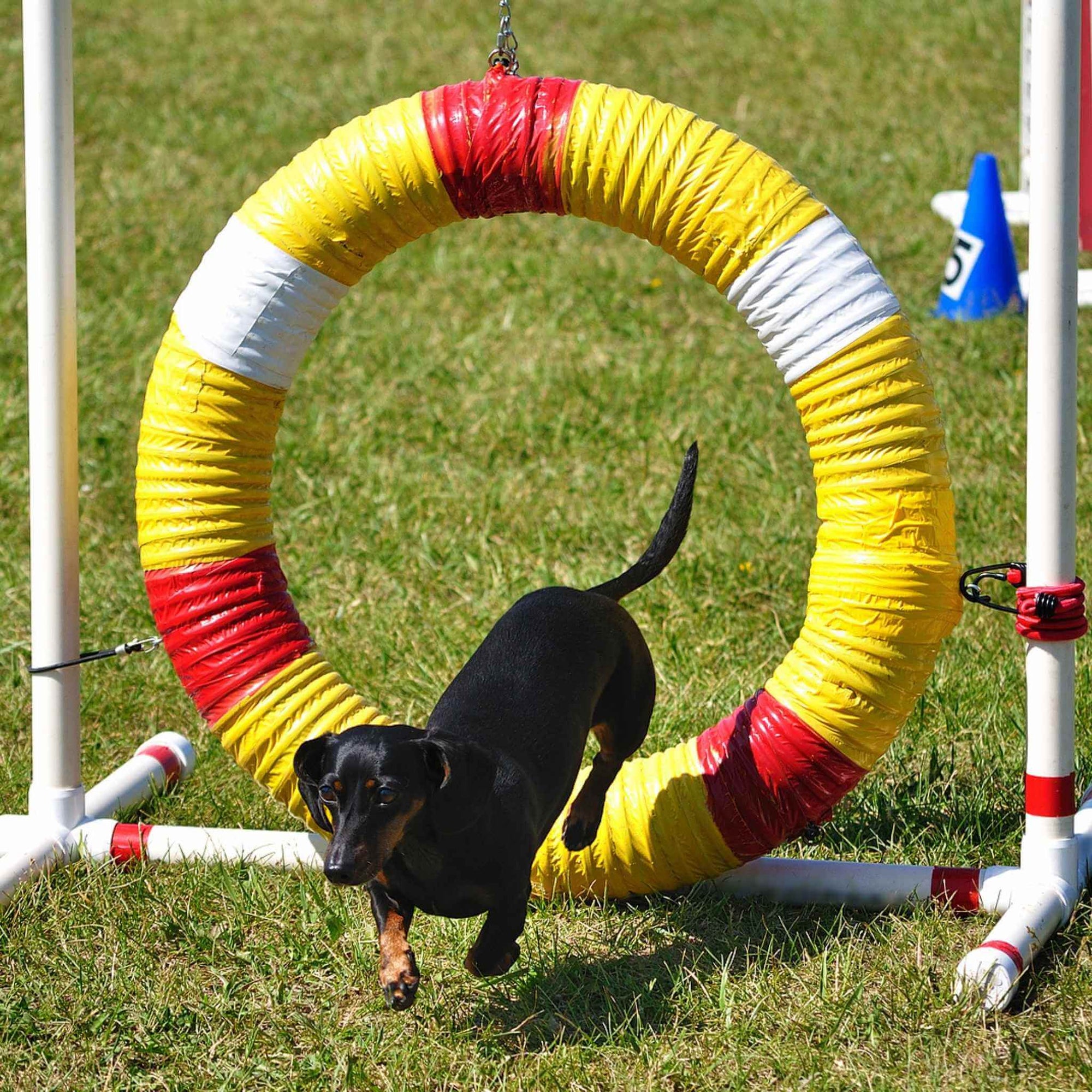 Dachshund on an agility course