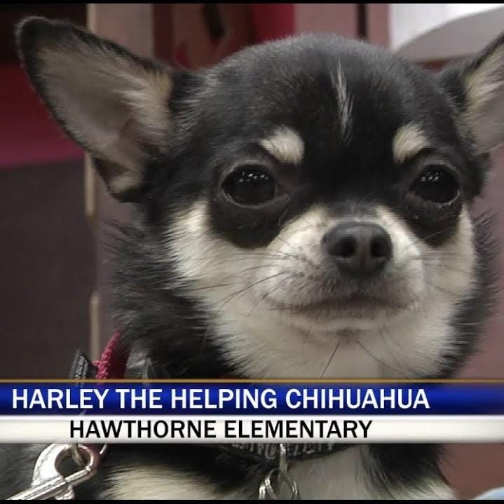 Harley the Chihuahua