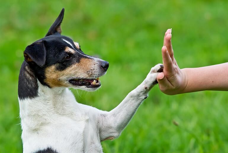 teach your dog how to high five