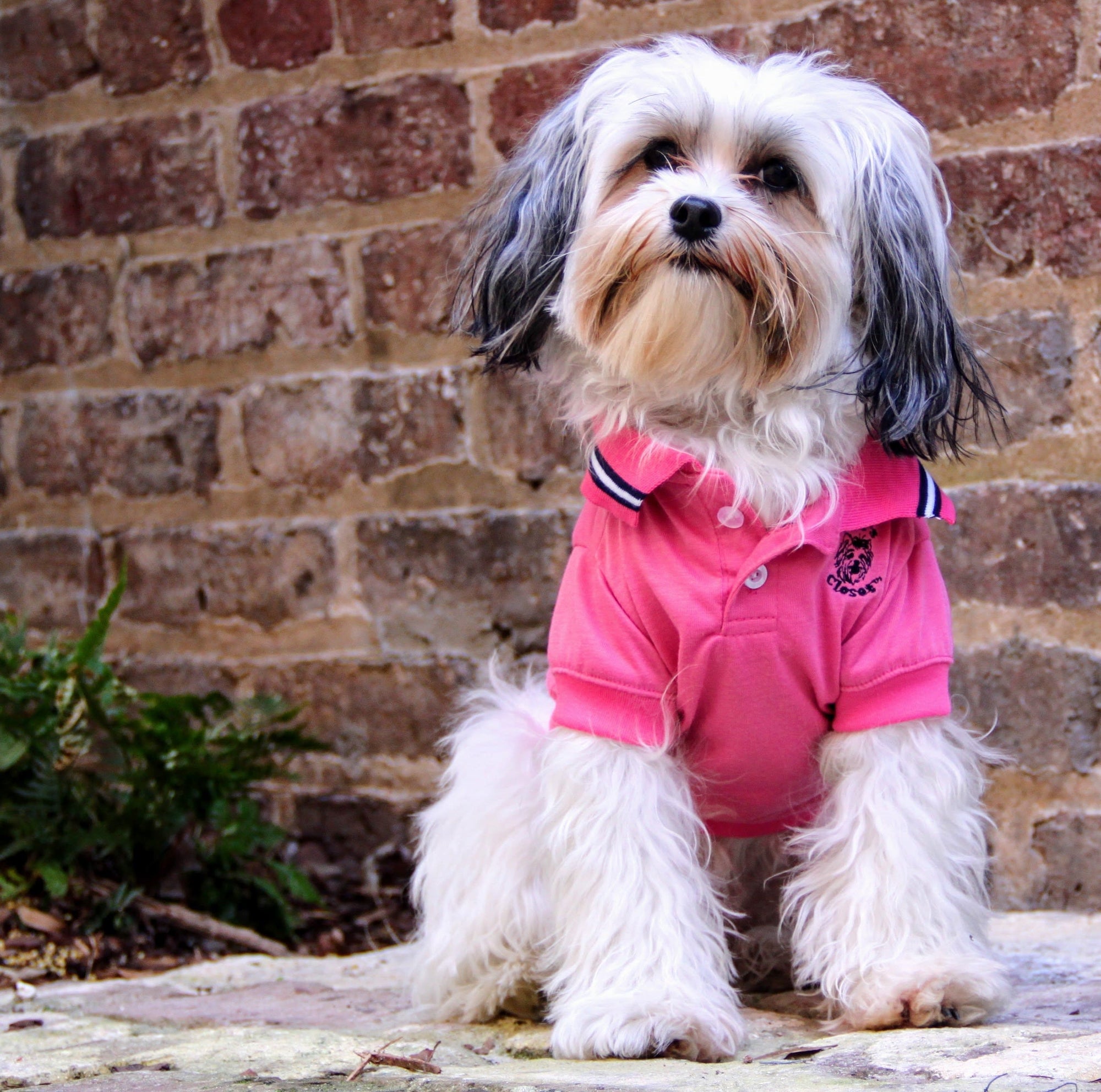 pink polo dog shirt