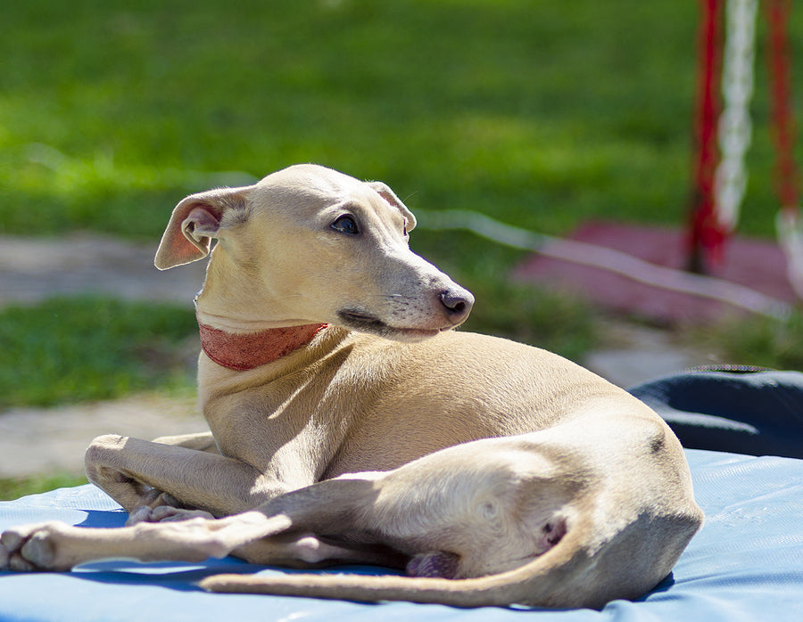 Italian Greyhound laying on a blanket