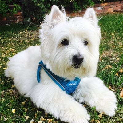 A west highland white terrier laying in the grass wearing a blue Plush small dog harness.