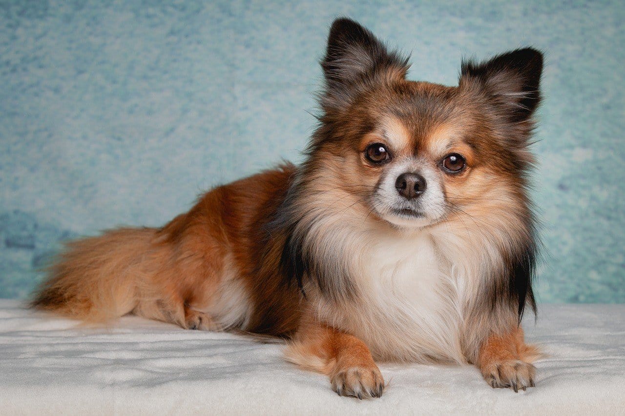 Pomeranian - caring for older small dogs