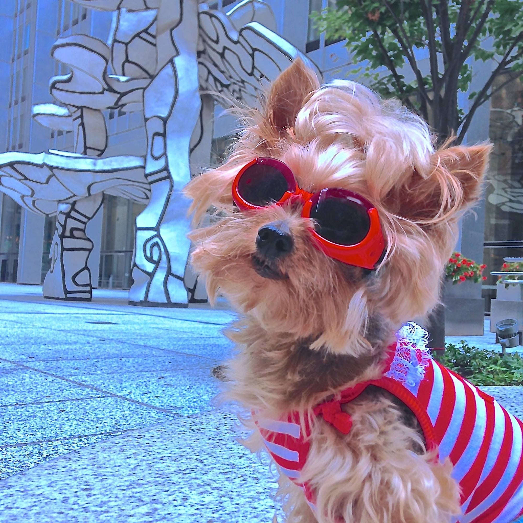 Ten Fun Facts about Roxie, a Yorkshire Terrier and star of “Roxie in the City.”