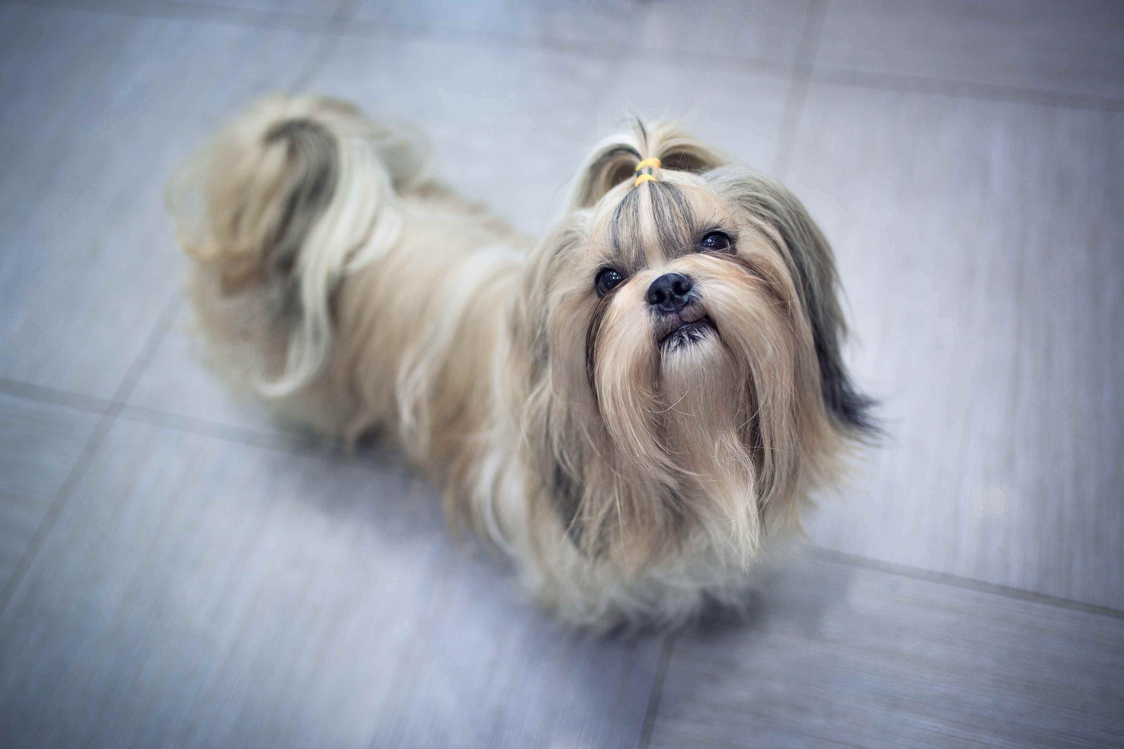 Shih Tzu on a grey floor looking up at the camera