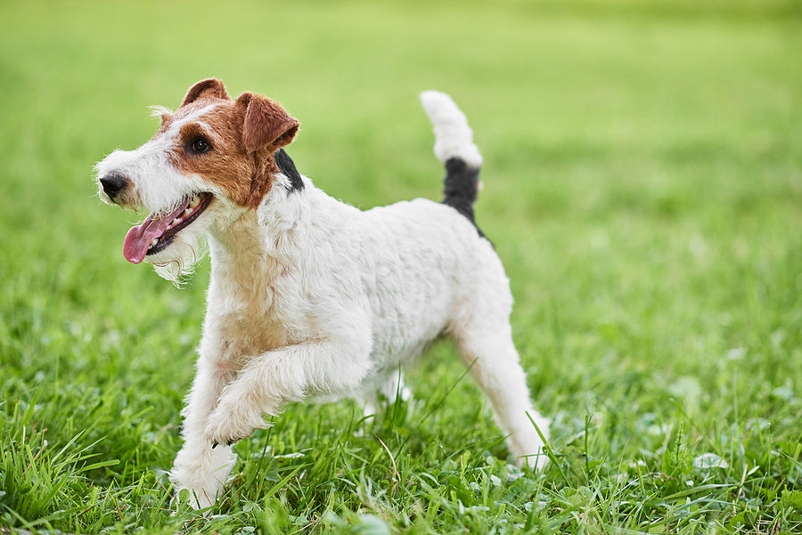 Toy Fox Terrier in the grass