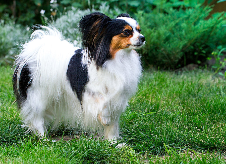 Tri colored Papillon in the green grass