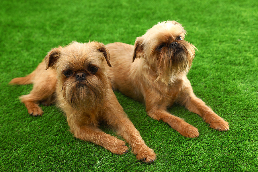 Two Brussels Griffons laying in the grass