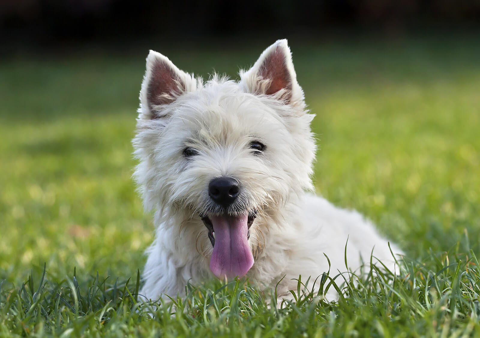 West Highland White Terrier in the grass