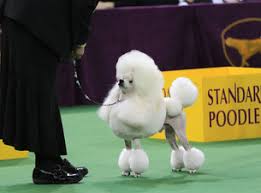 Westminster Kennel Club Dog Show - How to Watch the Small Breeds