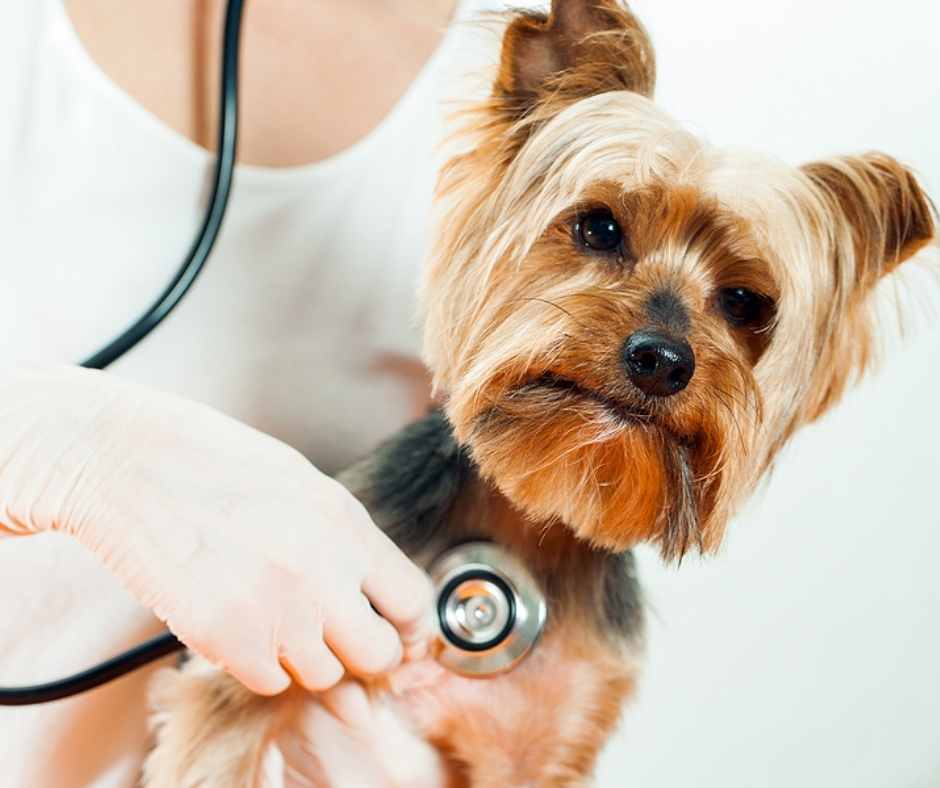 Yorkshire Terrier being examined by a vet