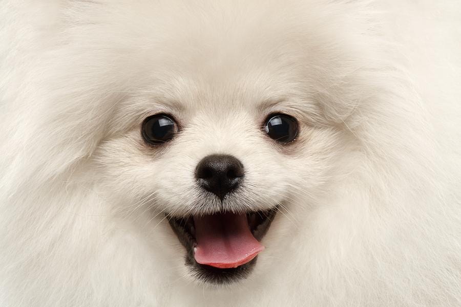 Pomeranian